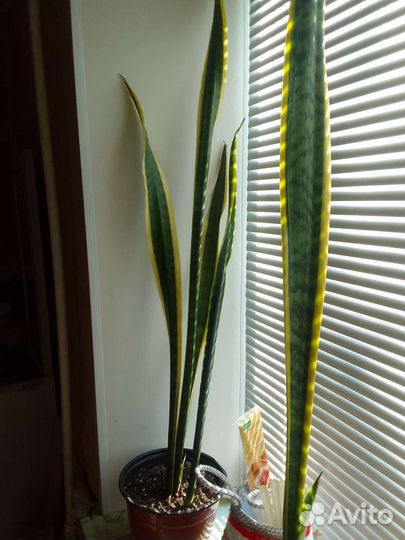 Сансевиерия