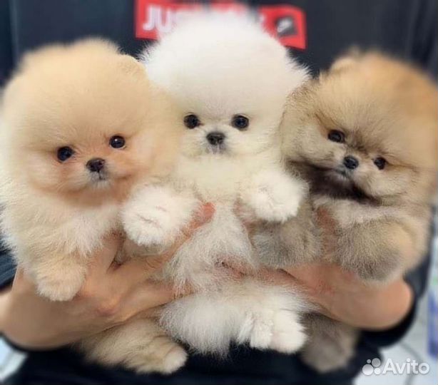 Мимишки*Доставка/Самовывоз