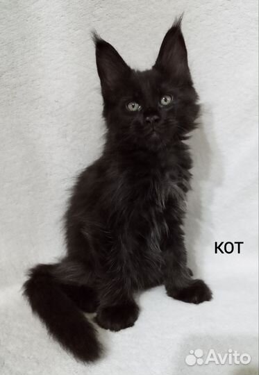 Котята мейн-кун