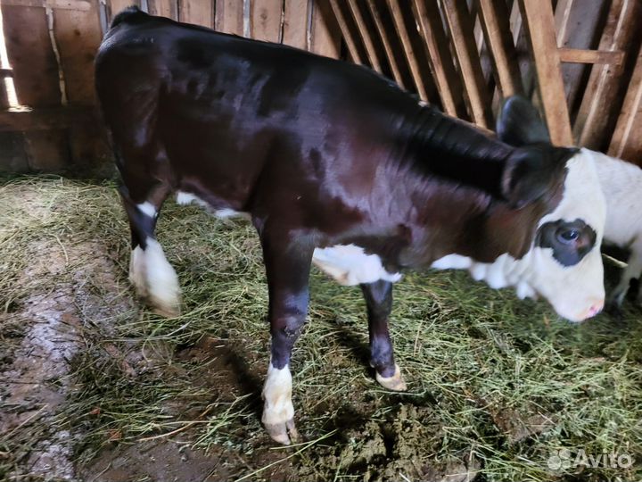 Теленок телка