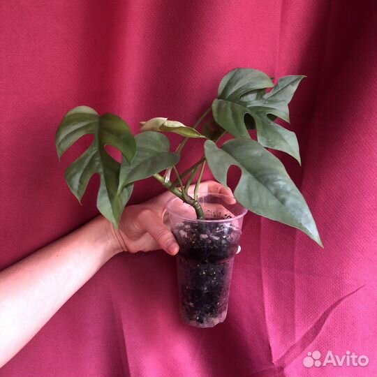 Рафидофора тетрасперма