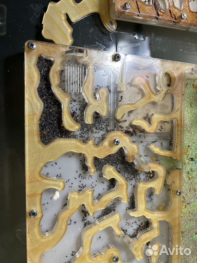 Муравьиная ферма с муравьями 20-25 штук