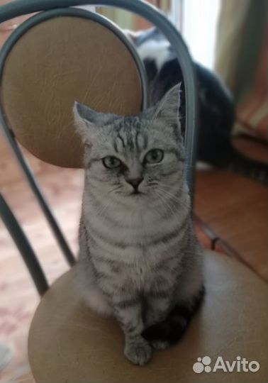 Кошечка