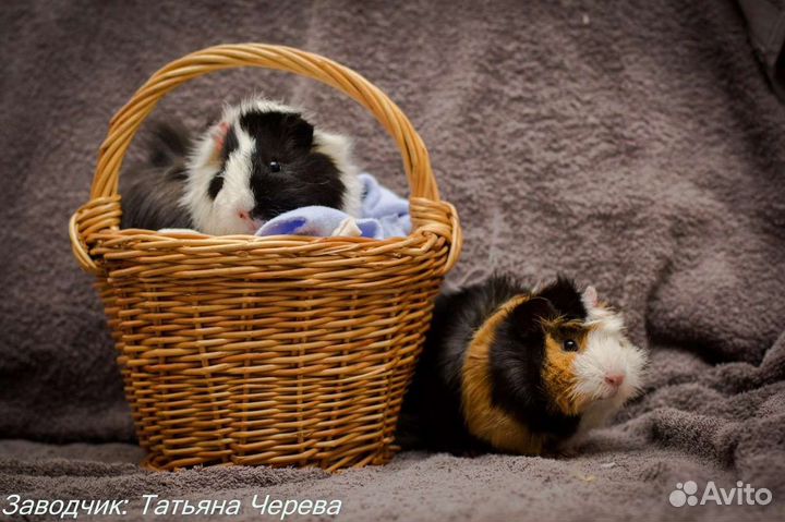 Морская свинка