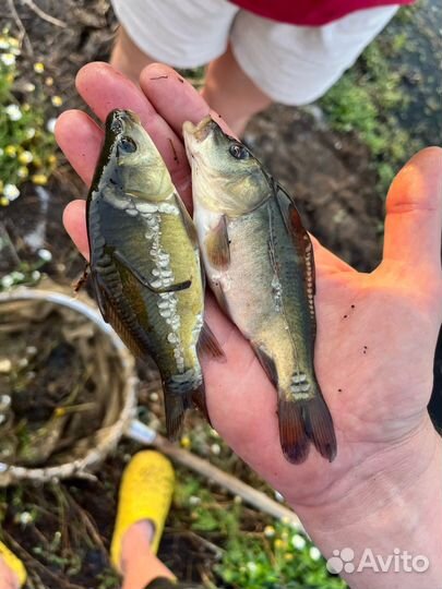 Малек карпа зарыбление рыбопосадочный материал