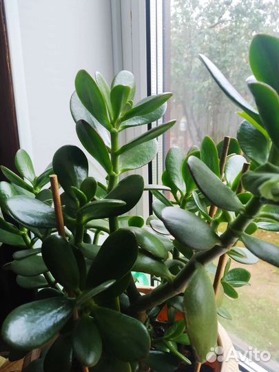 Денежное дерево толстянка