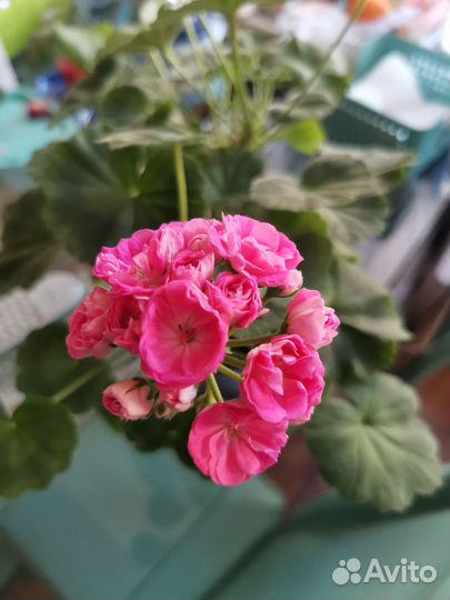 Пеларгония Saxdalens