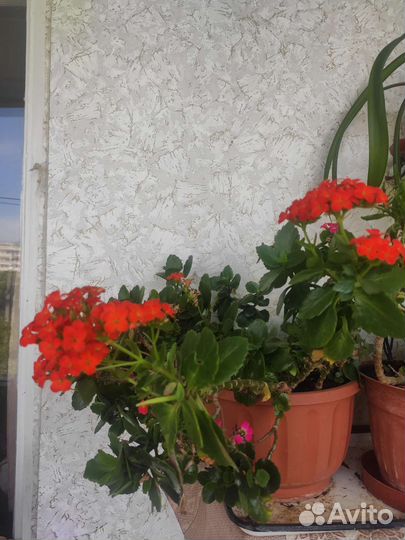 Комнатные растения цветы