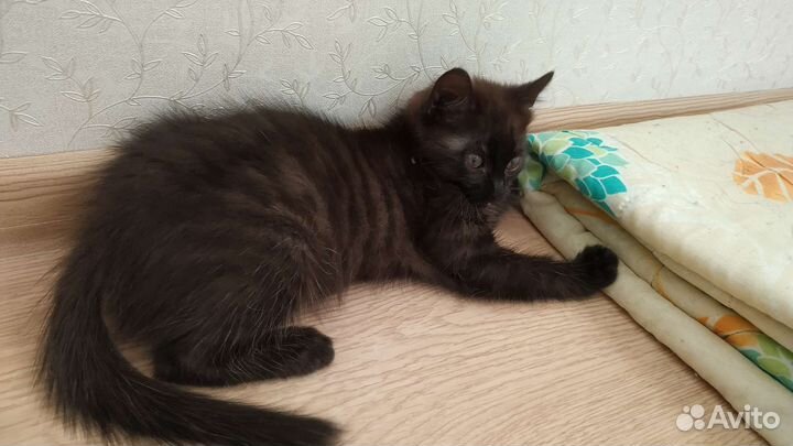 Котёнок-девочка, 2 месяца. В добрые руки