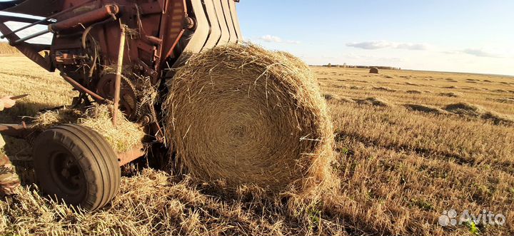 Солома ячменная в тюках