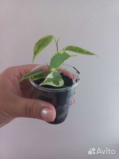 Комнатные цветы.Циперус.Фикус Бенджамина