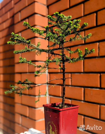 Ель аянская