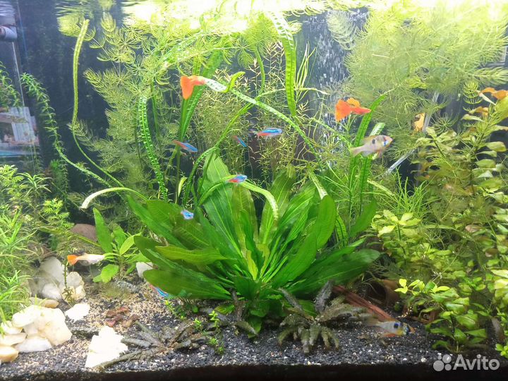 Аквариумные рыбки