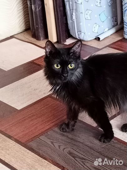 Черный котенок