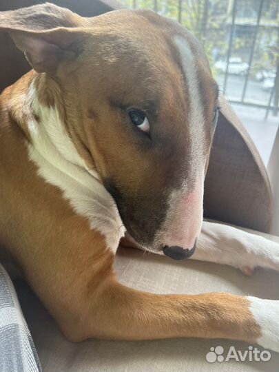 Бультерьер