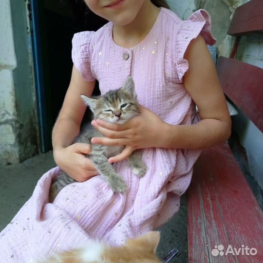 Отдам в добрые руки котят