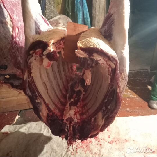 Мясо говядина телятина