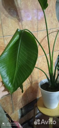 Стрелиция николая