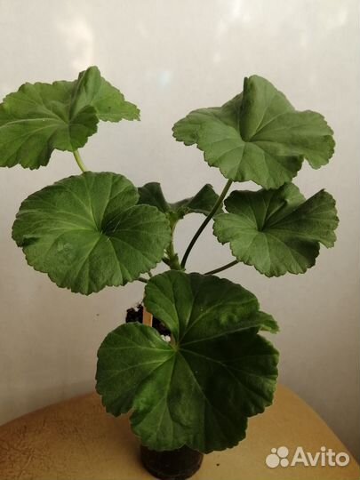 Цветы комнатные