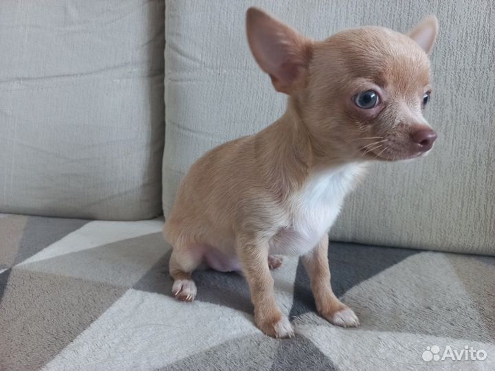 Чихуахуа щенок