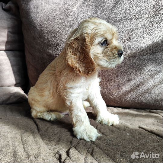 Кокер спаниель