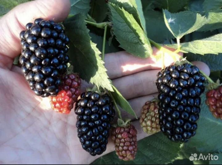 Ежевика бесшипая