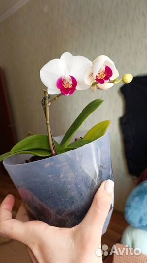 Комнатные цветы