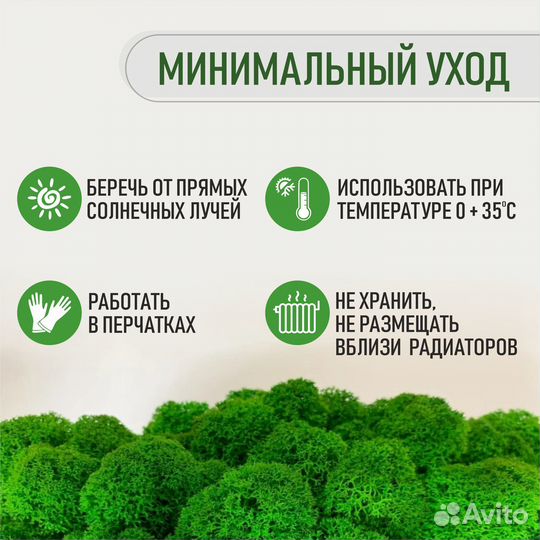 Мох стабилизированный