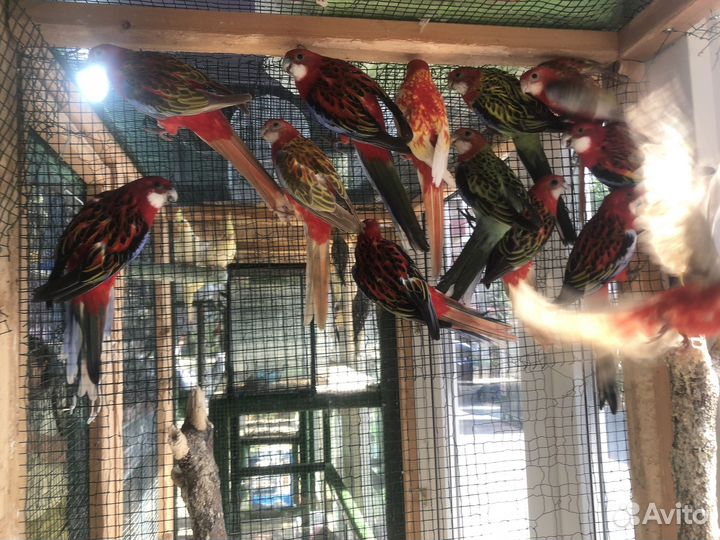 Попугай розелла