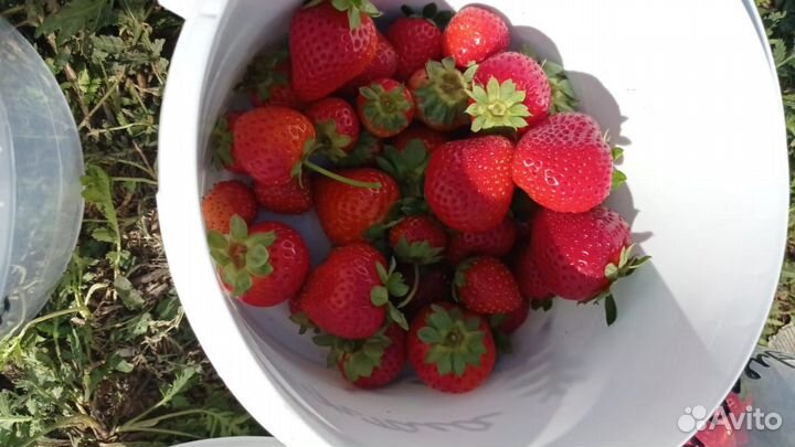 Рассада клубники Мурано (ремонтантная)