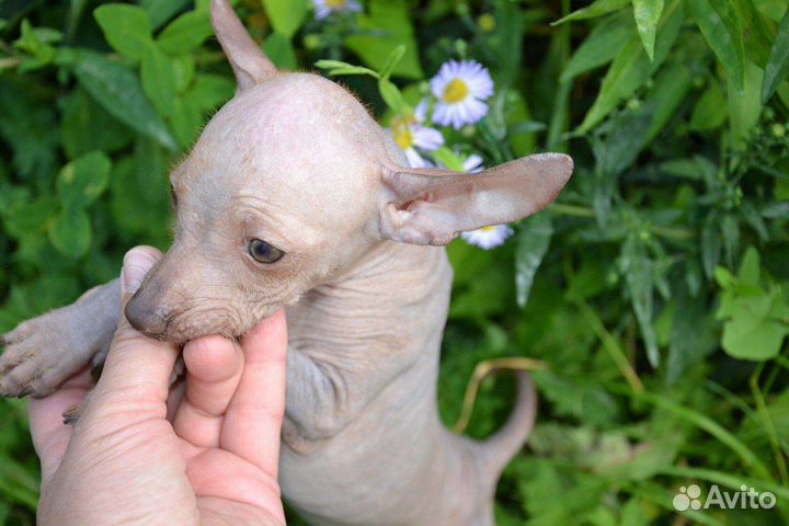 Ксолоитцкуинтли мини и супермини