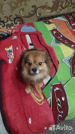 Японский и немецкий шпиц