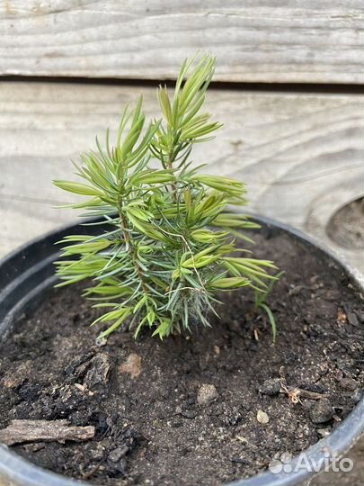 Можжевельник