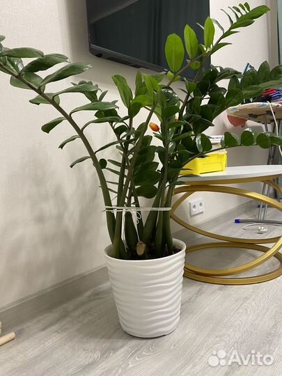 Замиокулькас