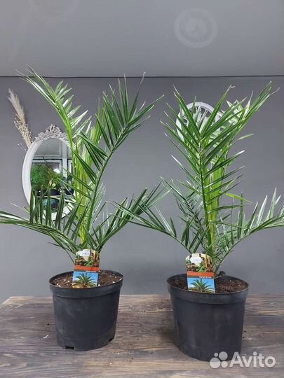 Финиковая пальма, Финик Канарский