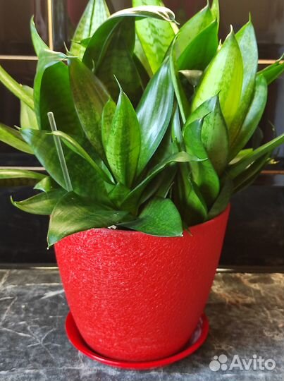 Сансевиерия ханни