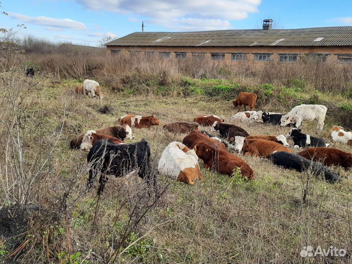 Тёлочки герефорды абердины