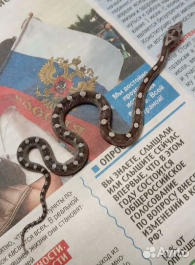 Змея Маисовый полоз
