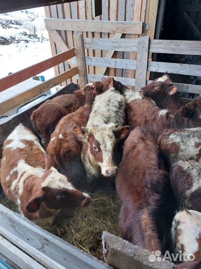 Бычки телки