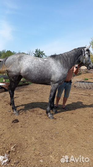 Продаю кабылу