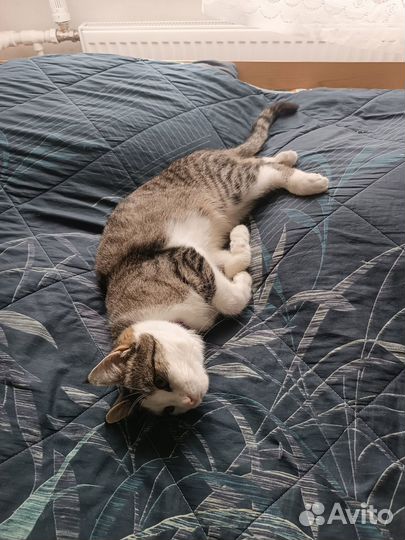 Котик ищет дом