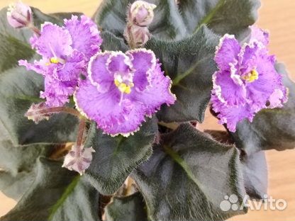 Сортовые фиалки мини/полумини