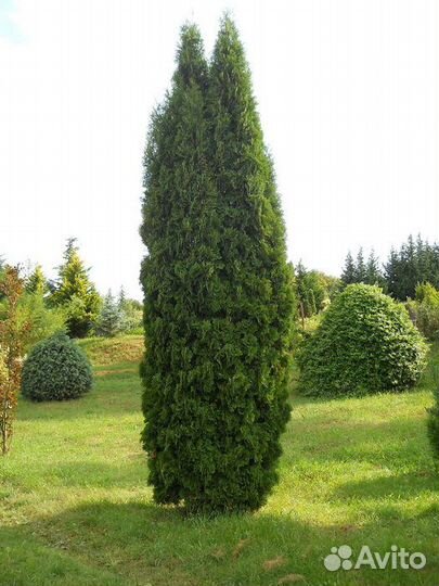 Туя Колумна 30-35см