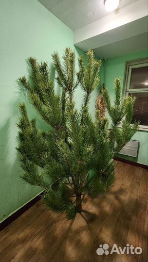 Сосна новогодняя живая