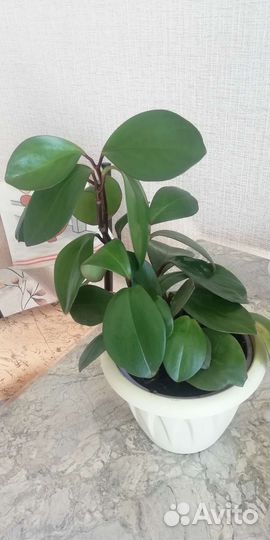 Пиперония туполистная