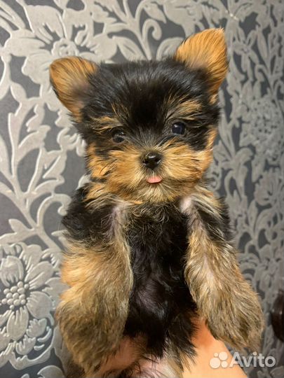 Йоркширский терьер