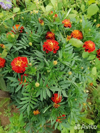 Рассада бархатцев