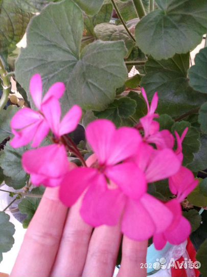 Комнатные растения