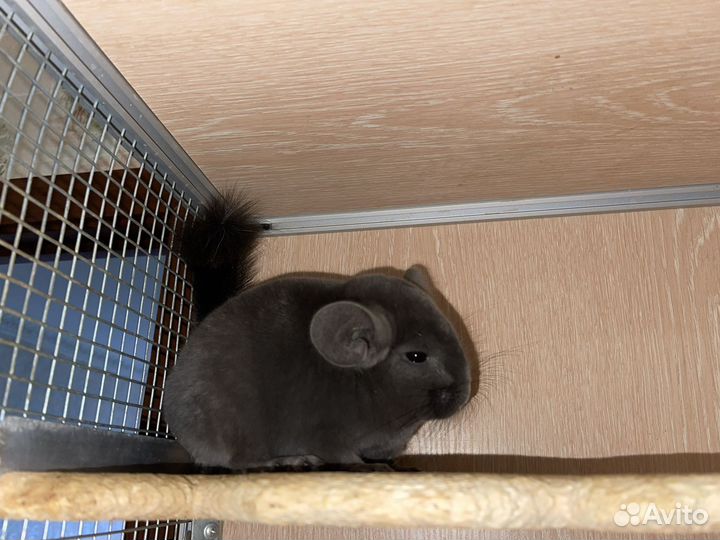 Шиншилла фио-эбони самец