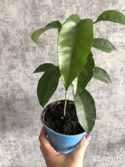 Мандариновое дерево